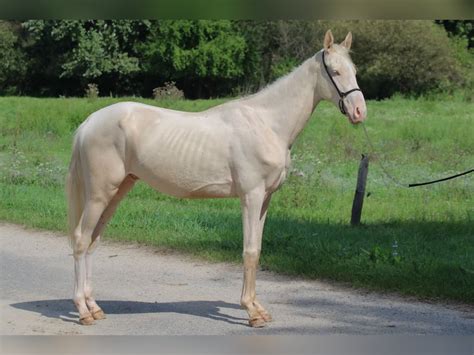 Akhal-Teke Stallion 3 years 14,2 hh Cremello in Kisbér