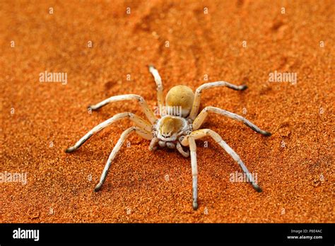 White dancing hi-res stock photography and images - Alamy