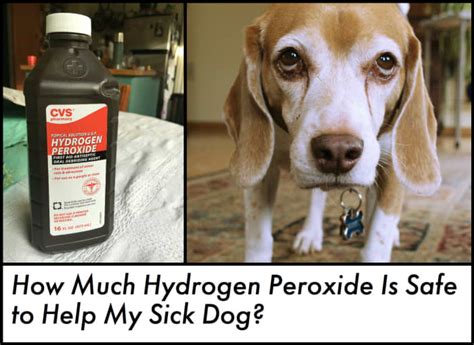 Can You Give a Dog Too Much Hydrogen Peroxide? - PetHelpful