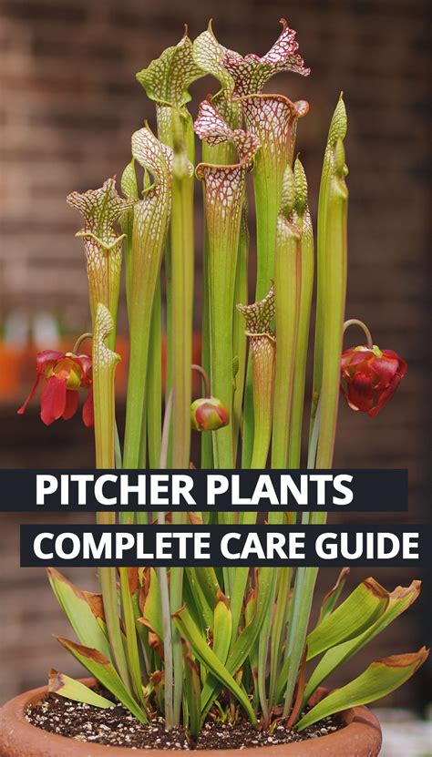 pitcher plant care outdoors - Virile Blogs Art Gallery