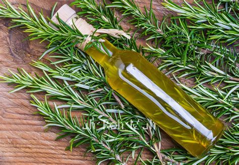 Rosemary Oil for Hair Loss: A Hairy Tale - Hair Repair Clinic