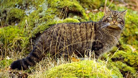 Scottish Wildcat — Wildcat Haven