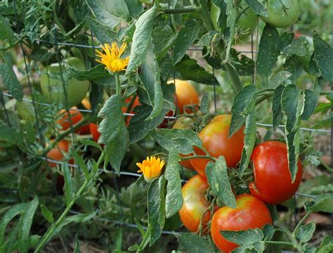 Why Use Epsom Salt for Tomato Plants | Garden