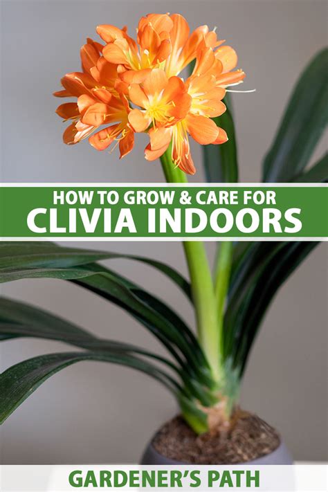 How to Grow and Care for Clivia Houseplants | Gardener’s Path