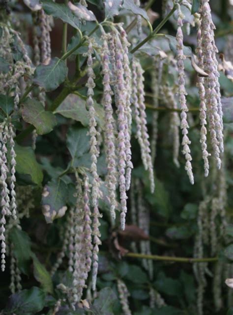 Garrya elliptica James Roof (m) AGM