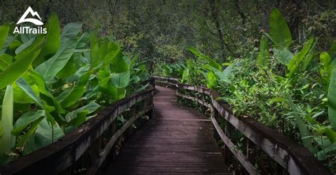 10 Best hikes and trails in Highlands Hammock State Park | AllTrails