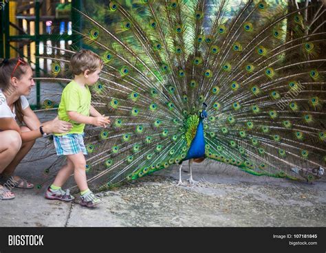 Child Peacock Image & Photo (Free Trial) | Bigstock