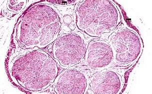 Histology A560