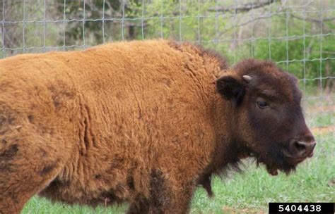 American bison (Bison bison)