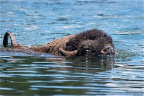 Bull Bison Swimming the Yellowstone River | Cindy Goeddel Photography, LLC