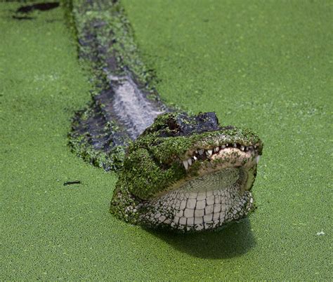 Corkscrew Swamp Gator - Points in Focus Photography