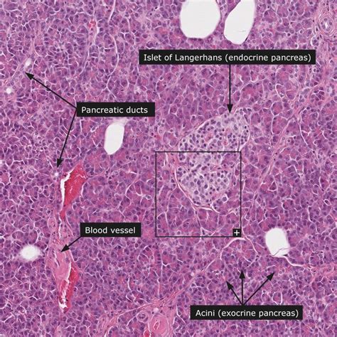 Normal: Pancreas | Histology | Medicina, Ciencia, Tejidos