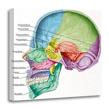 20+ Cranial Anatomy Term Pics