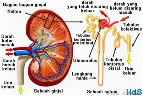 Tulisanku: Bagian Ginjal dan Fungsinya