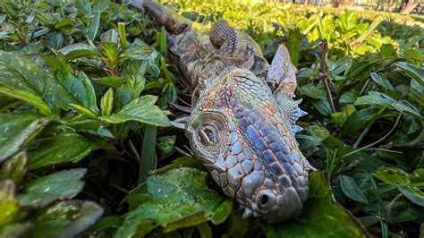 Falling iguanas normal during Florida cold snap, but did they die off?