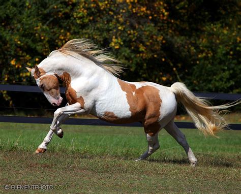 American Paint Horse | Horses, Pretty horses, American paint horse