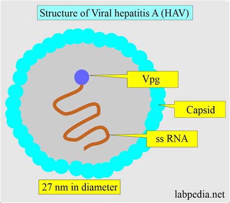 Hepatitis A Virus