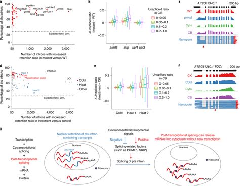 The splicing of pts introns was regulated by splicing-related factors ...