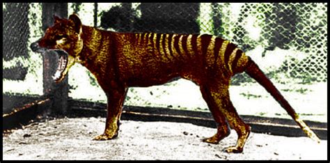 Tasmanian-tiger - Untamed Science