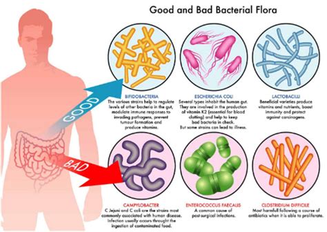 Microbiota Or Gut Flora | VLCC Institute