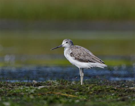 Image 39358 of Common Greenshank by Stephen Garth