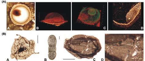 a Morphology and wall structure of eukaryotic fossil Shuiyousphaeridium ...