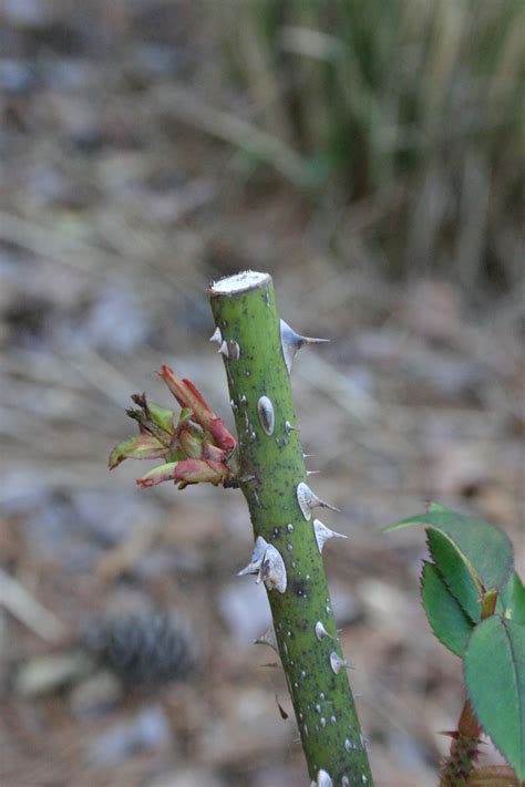 Knock Out® Rose – Pruning in Winter | Walter Reeves: The Georgia Gardener