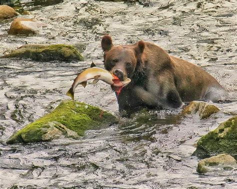 Grizzly With A Salmon Photograph by Bud Ralston - Pixels