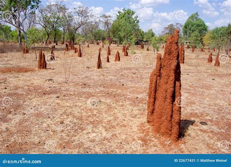 Termite mounds stock image. Image of sparse, sculptured - 22677431