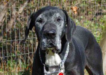 MAGDRL | New York Great Dane Rescue