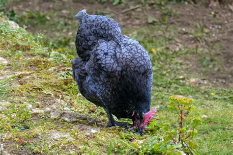 Blue Australorp Chickens: Origin, Characteristics, and More - Trusty Barn