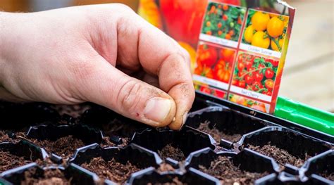 When and How to Start Tomato Seeds Indoors