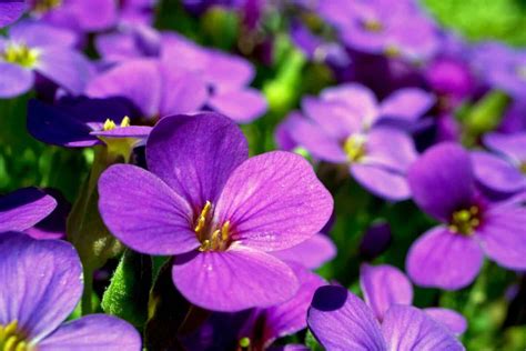 Violet: Meaning And Symbolism - My Life in Blossom