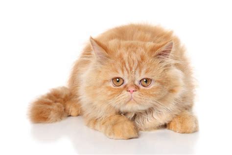 Ginger Persian cat stock photo. Image of grey, cute, animals - 21370664