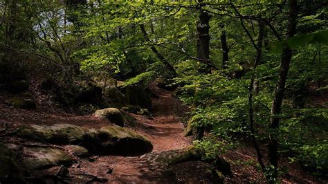 Foret-de-Fontainebleau