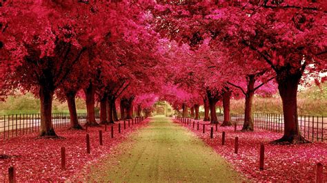 Pink Autumn Wallpapers - Top Free Pink Autumn Backgrounds - WallpaperAccess