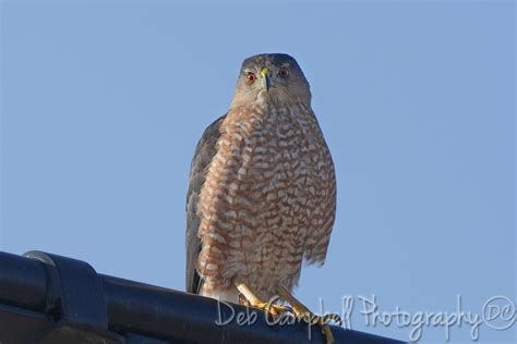 Raptors-Birds of Prey - Deb Campbell Photography