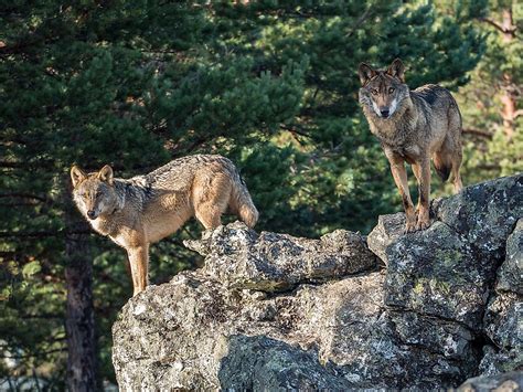 Animals Native to Spain - WorldAtlas