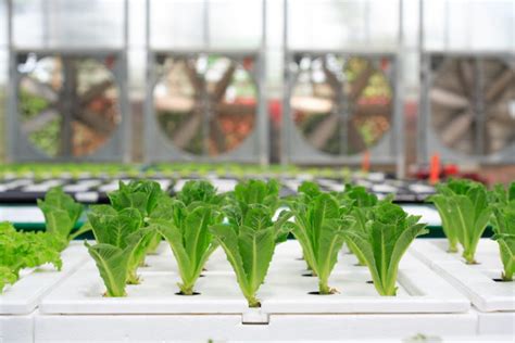 What do Indoor Farming CEOs Think of Hydroponics Organic Approval? - AgFunderNews