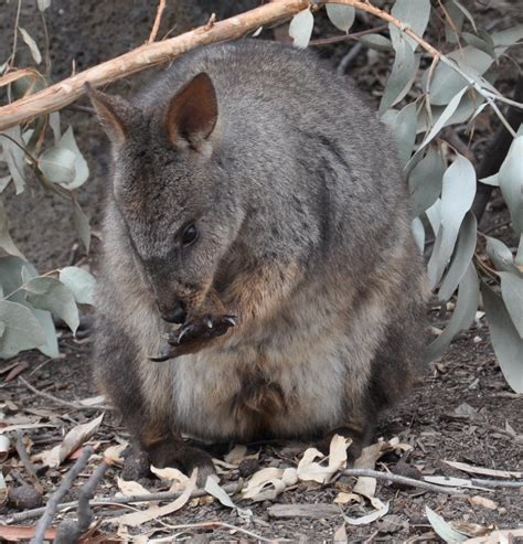 Pademelon, Animals of Australia, Zonein - Zanity's Animal picture ...