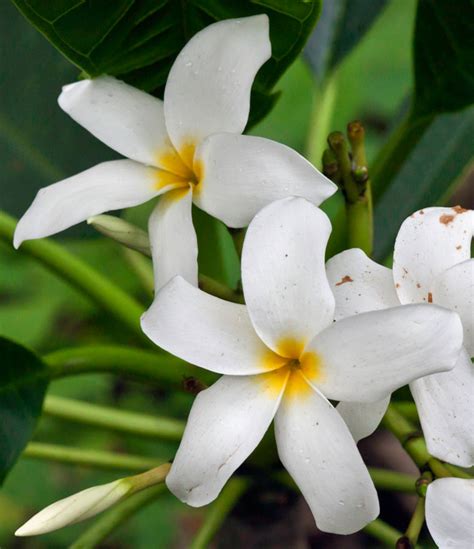 Flor de Mayo, Plumeria rubia, Plumeria obtusa, frangipani, is a known sacred Maya flower, but ...