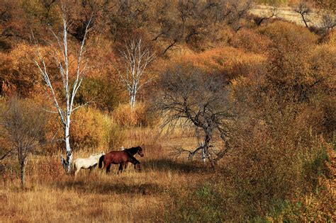 Autumn Colors Scenery The - Free photo on Pixabay - Pixabay