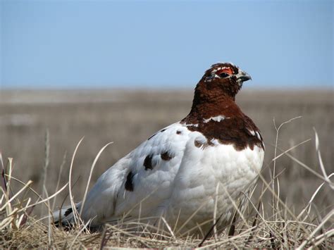 Willow Ptarmigan | Audubon Field Guide