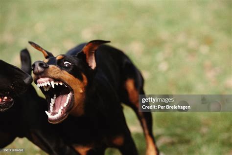 Doberman Attacking Black Labrador Closeup High-Res Stock Photo - Getty ...