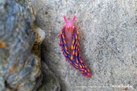 Why this beautiful rainbow sea slug is such an incredible scientific find