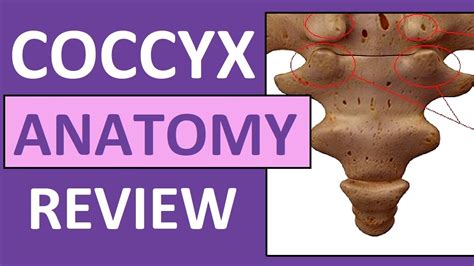 Coccyx Anatomy | Coccygeal Cornua, Transverse Process, Base, Apex - YouTube