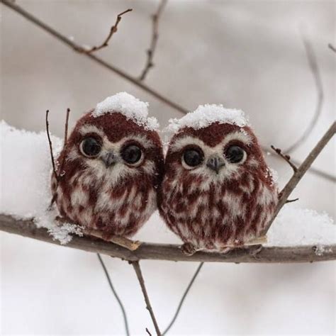 Lechuzas. | Cute baby owl, Pet birds, Baby owls