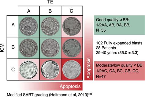 Simplified morphological scoring of blastocyst categorized them into... | Download Scientific ...