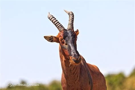 Topi Tsessebe Korrigum Tiang. Damaliscus lunatus. Considered the smartest of the antilopes is ...