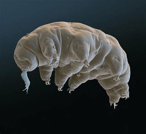 Funny Track: Tardigrades - one of the most amazing creatures on earth